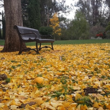 empty bench in a field of leaves