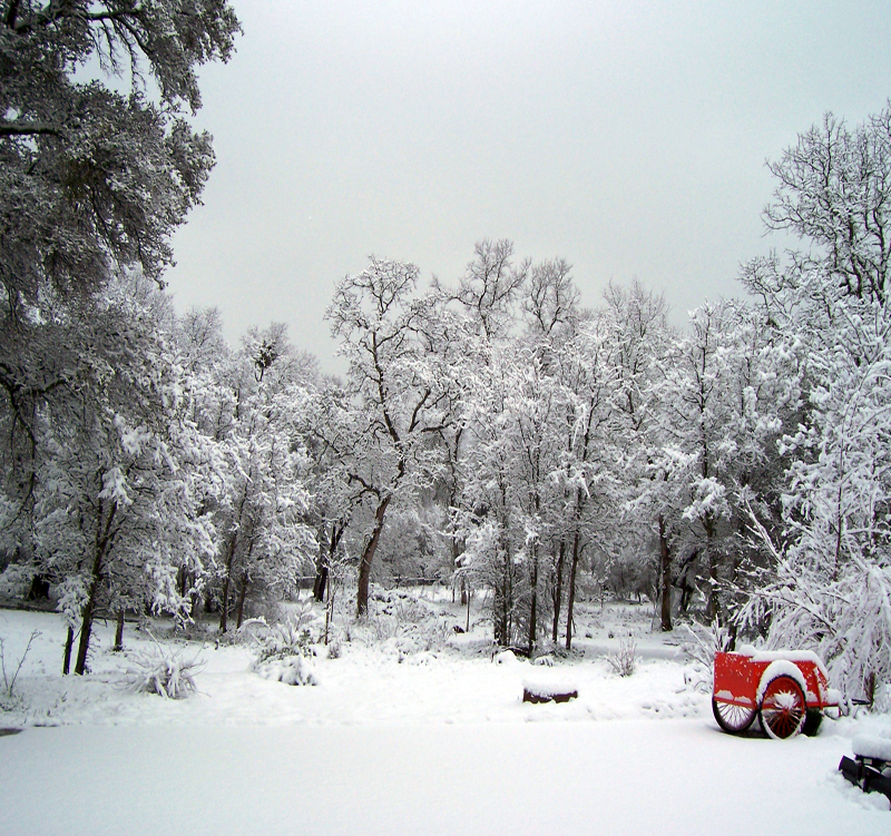 Trees covered in snow